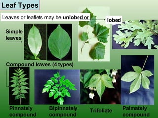 Leaf Types Simple leaves Compound leaves (4 types) Pinnately compound Trifoliate Palmately compound Bipinnately  compound Leaves or leaflets may be  unlobed  or lobed 