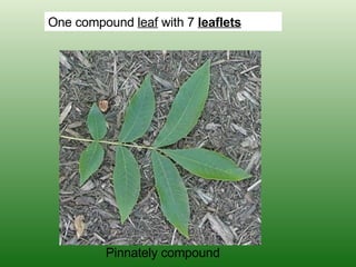 One compound  leaf  with 7  leaflets Pinnately compound 