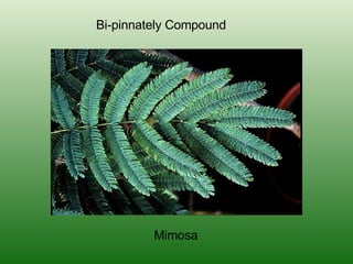 Bi-pinnately Compound Mimosa 