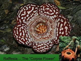 Rafflesia… The “Corpse Flower” 