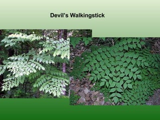 Devil’s Walkingstick 