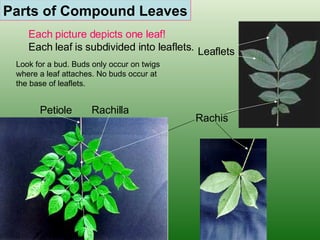 Parts of Compound Leaves Leaflets Rachis Rachilla Petiole Each picture depicts one leaf!   Each leaf is subdivided into leaflets. Look for a bud. Buds only occur on twigs where a leaf attaches. No buds occur at  the base of leaflets. 