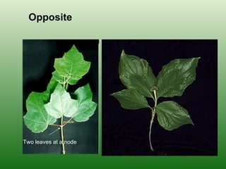 Opposite Two leaves at a node 