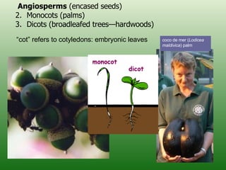 Angiosperms  (encased seeds) Monocots (palms) Dicots (broadleafed trees—hardwoods) “ cot” refers to cotyledons: embryonic leaves  coco de mer ( Lodicea maldivica ) palm 
