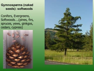 Gymnosperms (naked seeds): softwoods Conifers, Evergreens, Softwoods….(pines, firs, spruces, yews, ginkgos, cedars, cypress)  