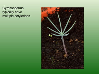 Gymnosperms typically have multiple cotyledons 