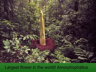 Largest flower in the world! Amorphophallus 