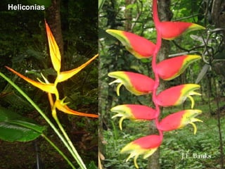 Heliconias 