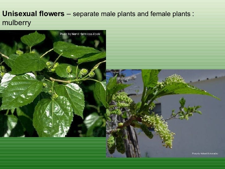 1st Lecture Flowers And Leaves