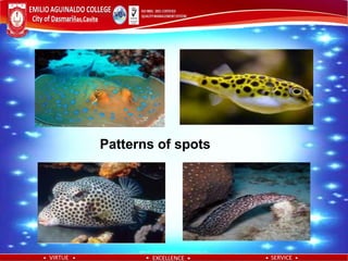 Spotted Fish Patterns Patterns | PDF