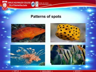 Spotted Fish Patterns Patterns | PDF