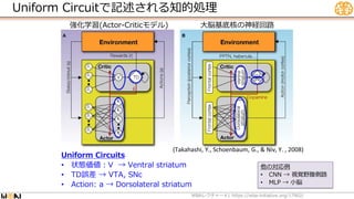 Uniform Circuitで記述される知的処理
WBA #1 https://wba-initiative.org/17902/
レクチャー
他の対応例
• CNN → 視覚野腹側路
• MLP → 小脳
大脳基底核の神経回路
強化学習(Actor-Criticモデル)
(Takahashi, Y., Schoenbaum, G., & Niv, Y. , 2008)
Uniform Circuits
• 状態価値：V → Ventral striatum
• TD誤差 → VTA, SNc
• Action: a → Dorsolateral striatum
 