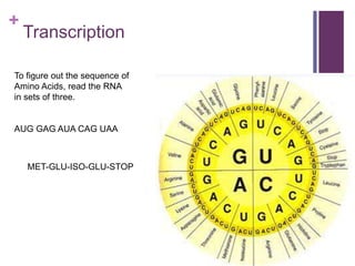 +
Transcription
To figure out the sequence of
Amino Acids, read the RNA
in sets of three.
AUG GAG AUA CAG UAA
MET-GLU-ISO-GLU-STOP
 