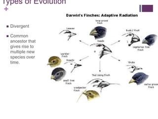 +
Types of Evolution
 Divergent
 Common
ancestor that
gives rise to
multiple new
species over
time.
 
