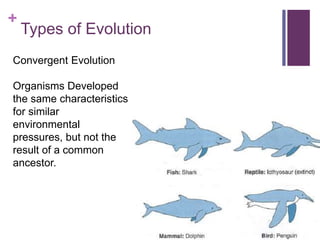 +
Types of Evolution
Convergent Evolution
Organisms Developed
the same characteristics
for similar
environmental
pressures, but not the
result of a common
ancestor.
 