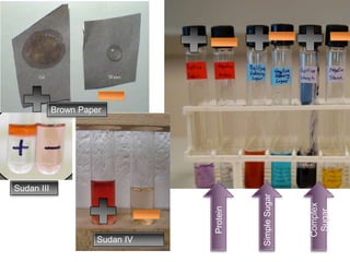 +
Protein
Complex
Sugar
SimpleSugar
Brown Paper
Sudan III
Sudan IV
 