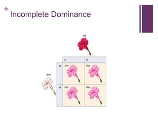 +
Incomplete Dominance
 