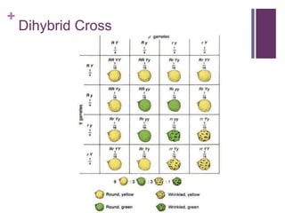 +
Dihybrid Cross
 