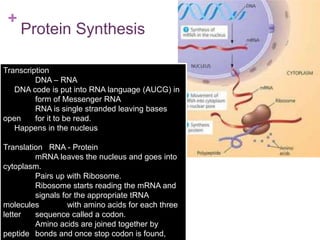 +
Protein Synthesis
Transcription
DNA – RNA
DNA code is put into RNA language (AUCG) in
form of Messenger RNA
RNA is single stranded leaving bases
open for it to be read.
Happens in the nucleus
Translation RNA - Protein
mRNA leaves the nucleus and goes into
cytoplasm.
Pairs up with Ribosome.
Ribosome starts reading the mRNA and
signals for the appropriate tRNA
molecules with amino acids for each three
letter sequence called a codon.
Amino acids are joined together by
peptide bonds and once stop codon is found,
 