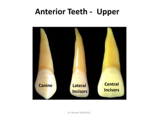 Introduction of dental anatomy | PDF