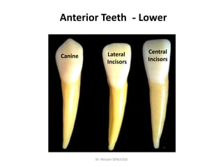 Introduction of dental anatomy | PDF