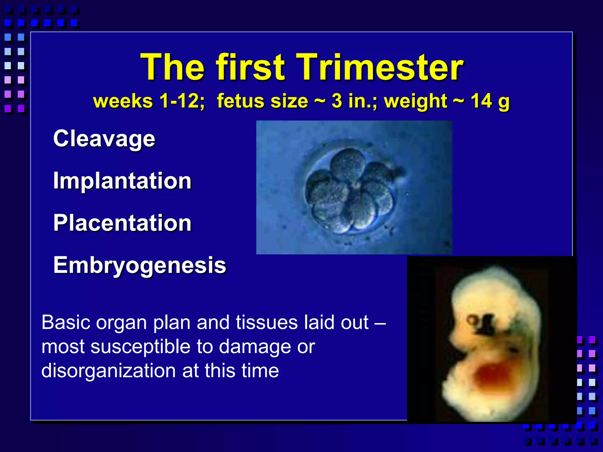 The first Trimester
weeks 1-12; fetus size ~ 3 in.; weight ~ 14 g
Cleavage
Implantation
Placentation
Embryogenesis
Basic organ plan and tissues laid out –
most susceptible to damage or
disorganization at this time
 