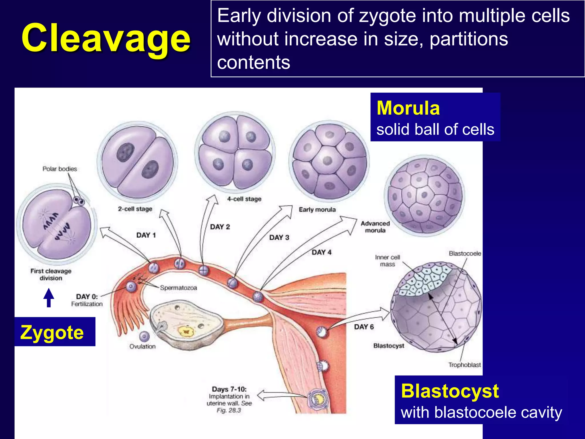 Blastocyst
with blastocoele cavity
Morula
solid ball of cells
Cleavage
Early division of zygote into multiple cells
without increase in size, partitions
contents
Zygote
 