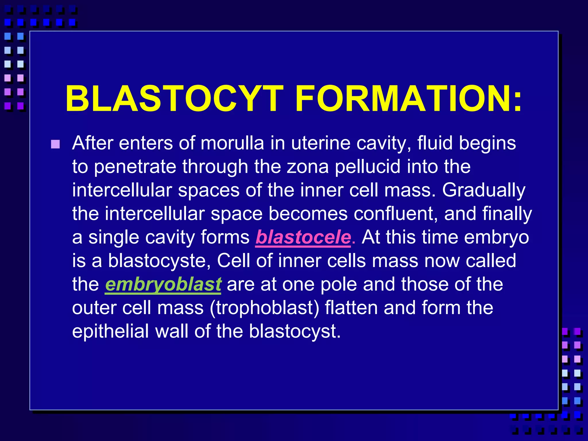 BLASTOCYT FORMATION:
 After enters of morulla in uterine cavity, fluid begins
to penetrate through the zona pellucid into the
intercellular spaces of the inner cell mass. Gradually
the intercellular space becomes confluent, and finally
a single cavity forms blastocele. At this time embryo
is a blastocyste, Cell of inner cells mass now called
the embryoblast are at one pole and those of the
outer cell mass (trophoblast) flatten and form the
epithelial wall of the blastocyst.
 