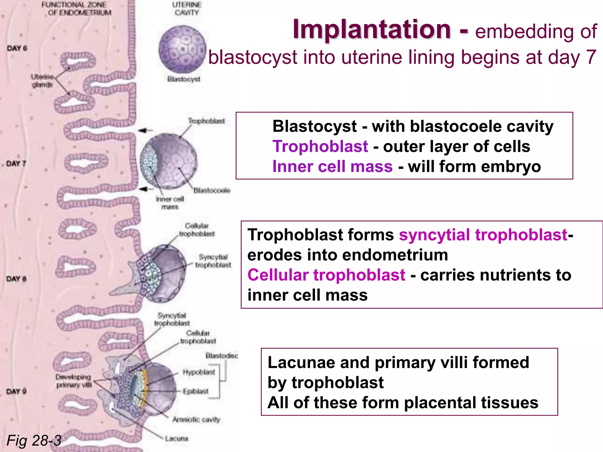 Blastocyst - with blastocoele cavity
Trophoblast - outer layer of cells
Inner cell mass - will form embryo
Lacunae and primary villi formed
by trophoblast
All of these form placental tissues
Implantation - embedding of
blastocyst into uterine lining begins at day 7
Fig 28-3
Trophoblast forms syncytial trophoblast-
erodes into endometrium
Cellular trophoblast - carries nutrients to
inner cell mass
 
