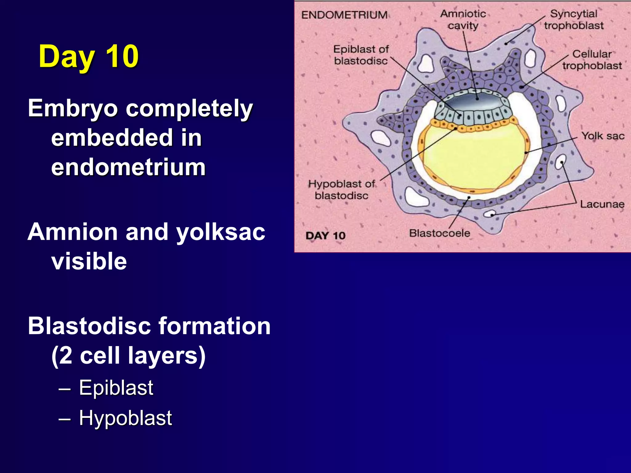 Day 10
Embryo completely
embedded in
endometrium
Amnion and yolksac
visible
Blastodisc formation
(2 cell layers)
– Epiblast
– Hypoblast
 