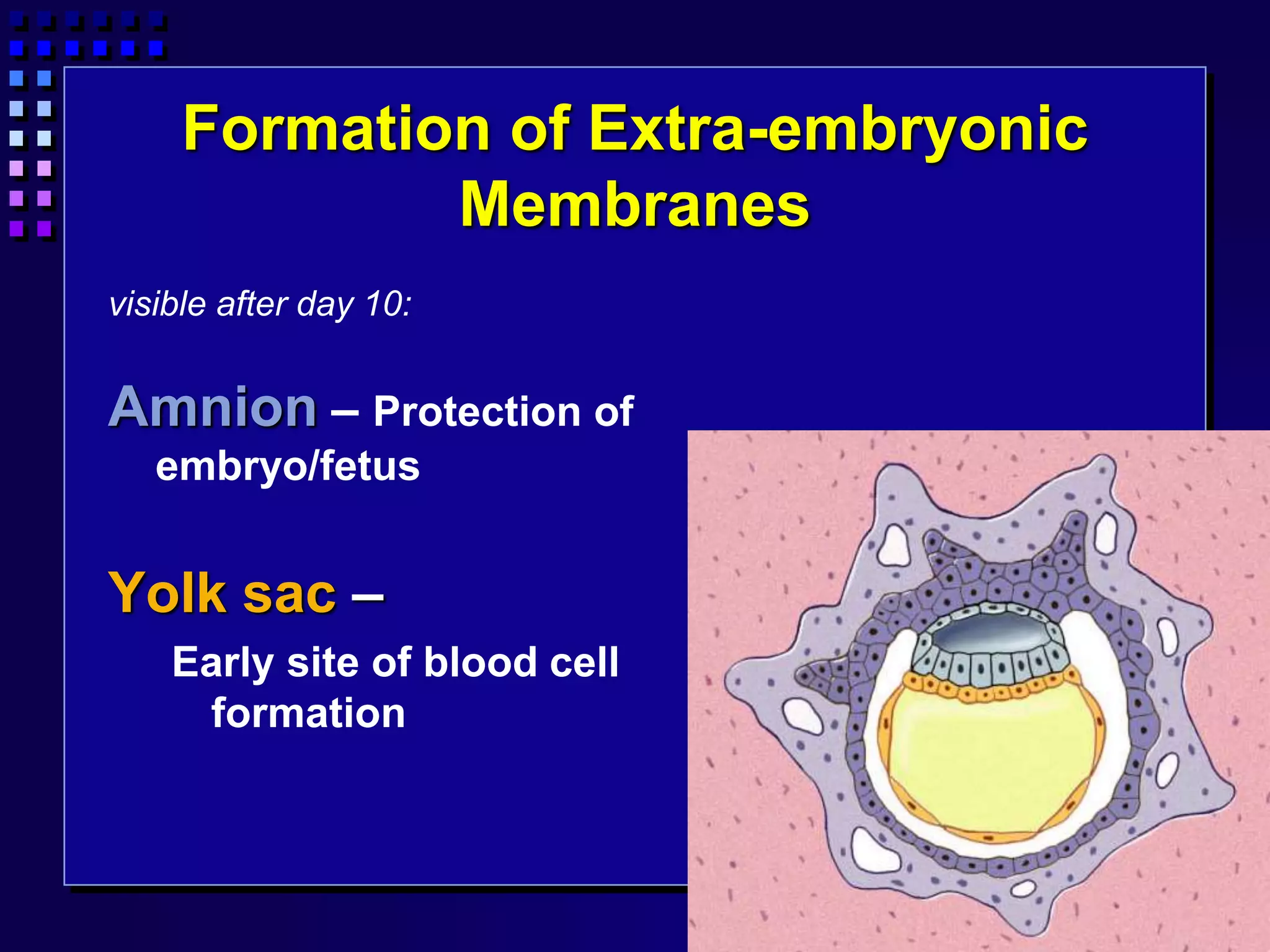 Formation of Extra-embryonic
Membranes
visible after day 10:
Amnion – Protection of
embryo/fetus
Yolk sac –
Early site of blood cell
formation
 