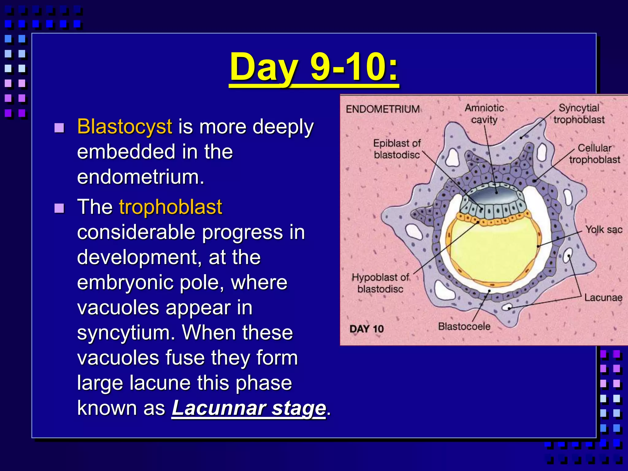 Day 9-10:
 Blastocyst is more deeply
embedded in the
endometrium.
 The trophoblast
considerable progress in
development, at the
embryonic pole, where
vacuoles appear in
syncytium. When these
vacuoles fuse they form
large lacune this phase
known as Lacunnar stage.
 