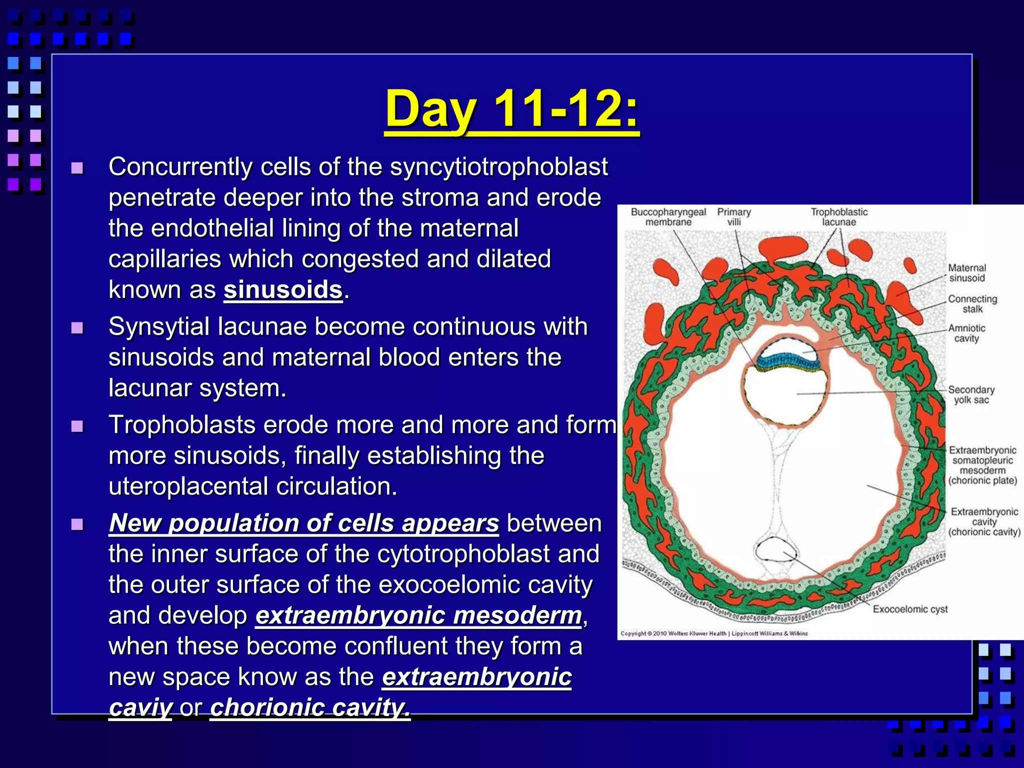 Day 11-12:
 Concurrently cells of the syncytiotrophoblast
penetrate deeper into the stroma and erode
the endothelial lining of the maternal
capillaries which congested and dilated
known as sinusoids.
 Synsytial lacunae become continuous with
sinusoids and maternal blood enters the
lacunar system.
 Trophoblasts erode more and more and form
more sinusoids, finally establishing the
uteroplacental circulation.
 New population of cells appears between
the inner surface of the cytotrophoblast and
the outer surface of the exocoelomic cavity
and develop extraembryonic mesoderm,
when these become confluent they form a
new space know as the extraembryonic
caviy or chorionic cavity.
 