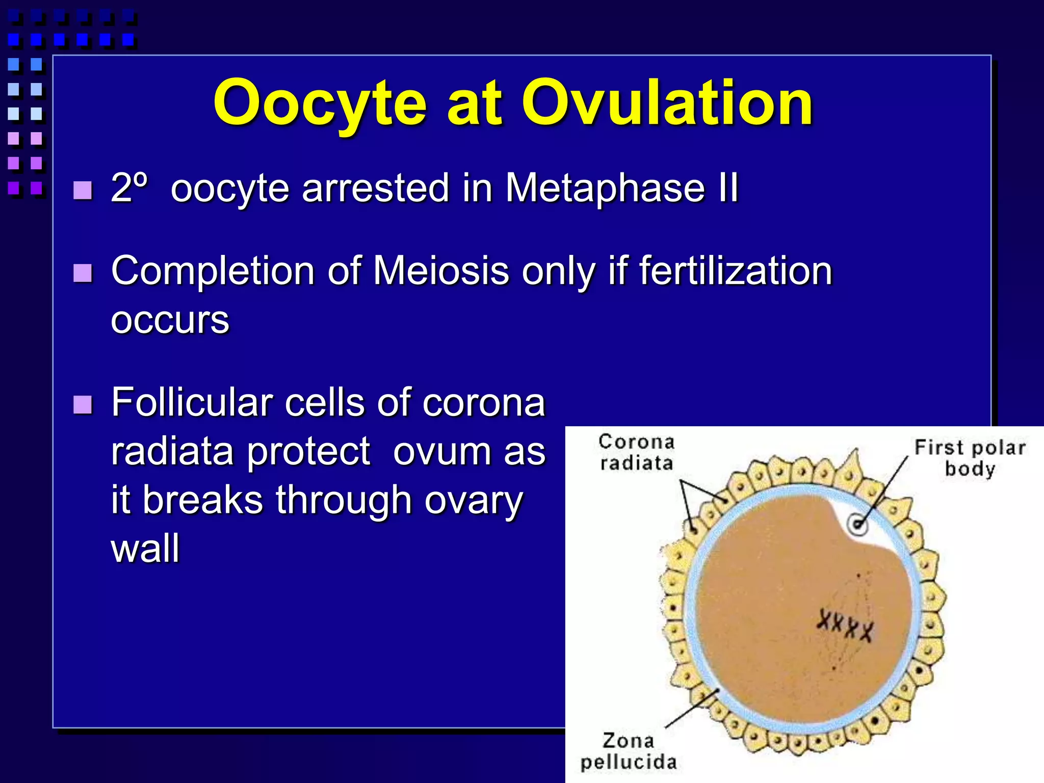 Oocyte at Ovulation
 2º oocyte arrested in Metaphase II
 Completion of Meiosis only if fertilization
occurs
 Follicular cells of corona
radiata protect ovum as
it breaks through ovary
wall
 