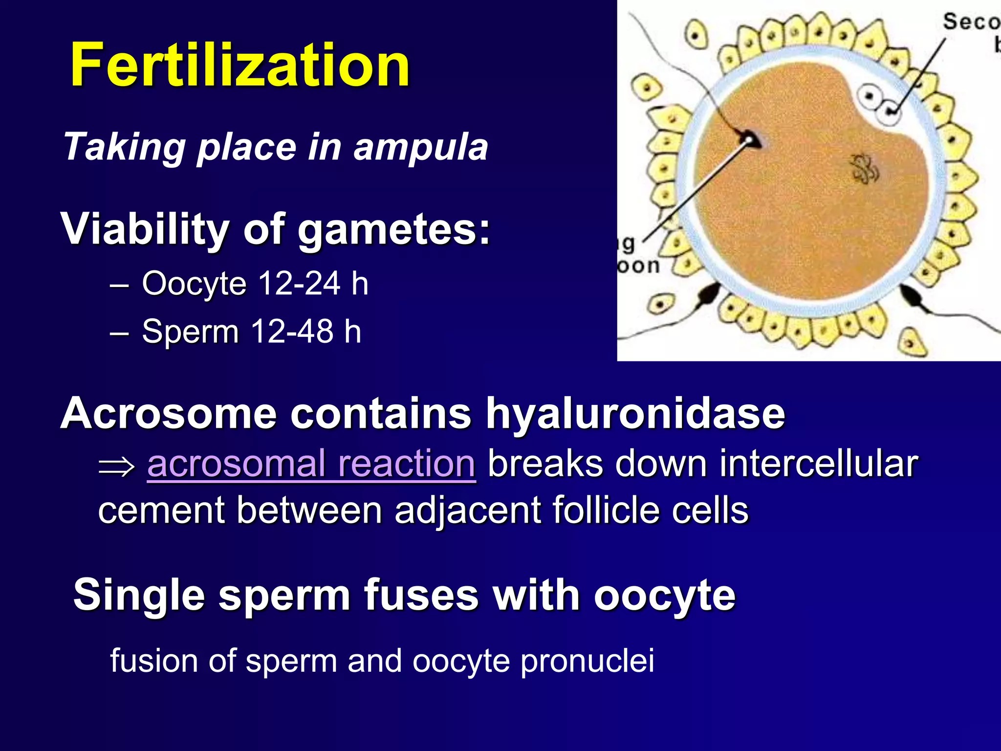 Fertilization
Taking place in ampula
Viability of gametes:
– Oocyte 12-24 h
– Sperm 12-48 h
Acrosome contains hyaluronidase
 acrosomal reaction breaks down intercellular
cement between adjacent follicle cells
Single sperm fuses with oocyte
fusion of sperm and oocyte pronuclei
 