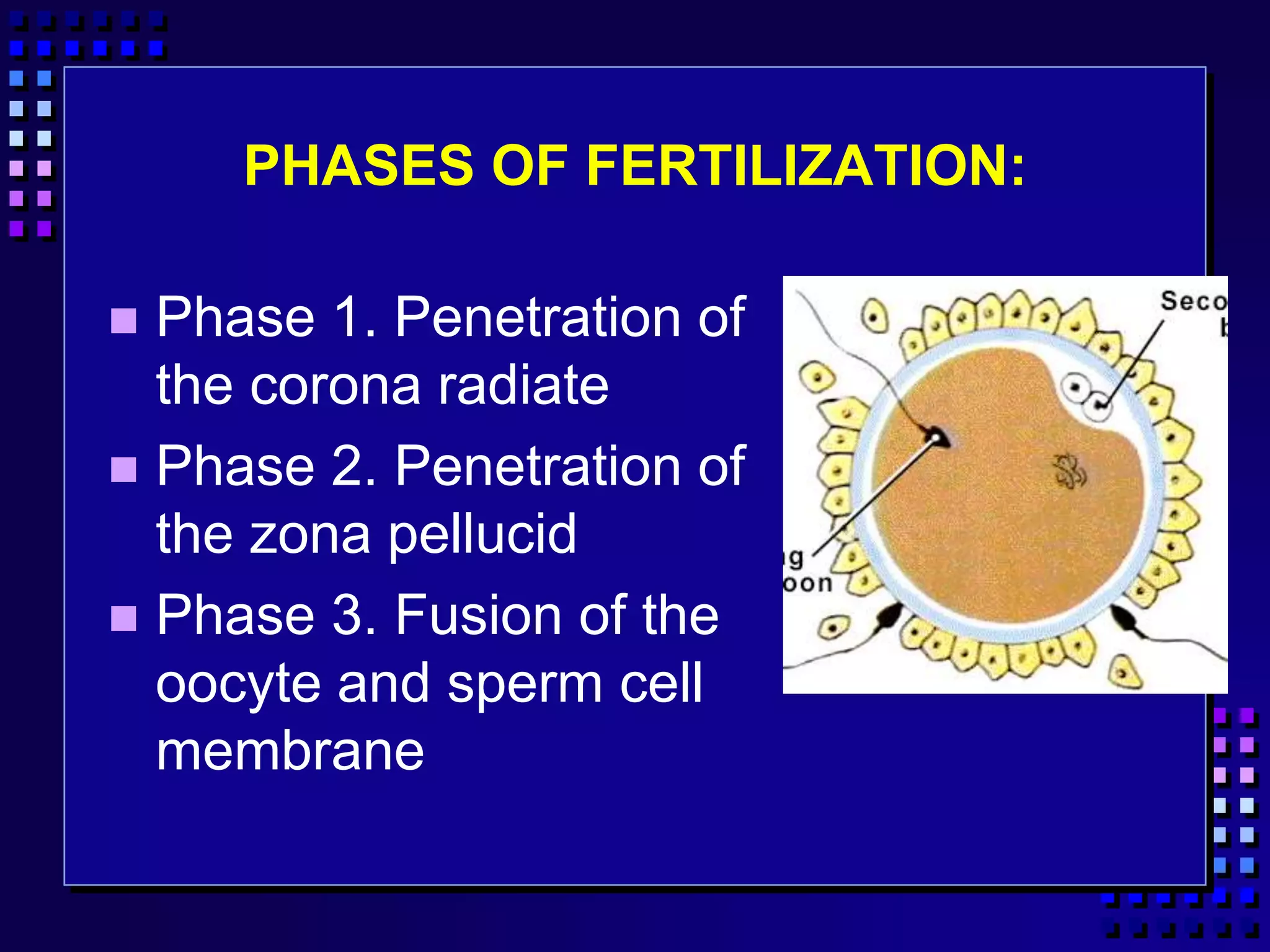 PHASES OF FERTILIZATION:
 Phase 1. Penetration of
the corona radiate
 Phase 2. Penetration of
the zona pellucid
 Phase 3. Fusion of the
oocyte and sperm cell
membrane
 