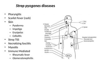 Comprehensive Overview of Pathogenic Gram-Positive Cocci ...