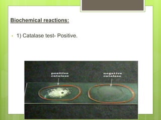 catalase test- principle, procedure, types, results,... 1 STAPHYLOCOCCUS.ppt