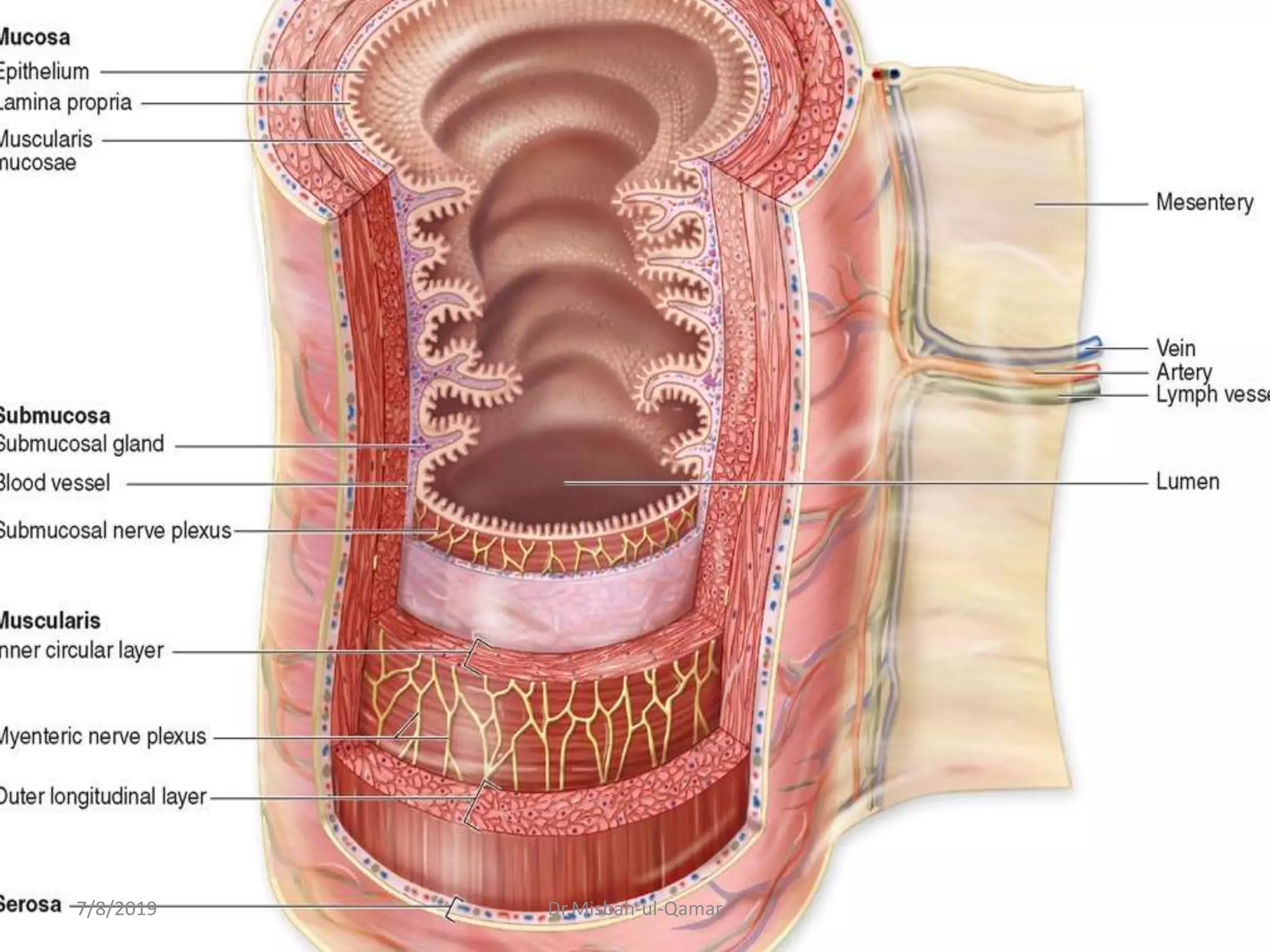 7/8/2019 Dr.Misbah-ul-Qamar
 