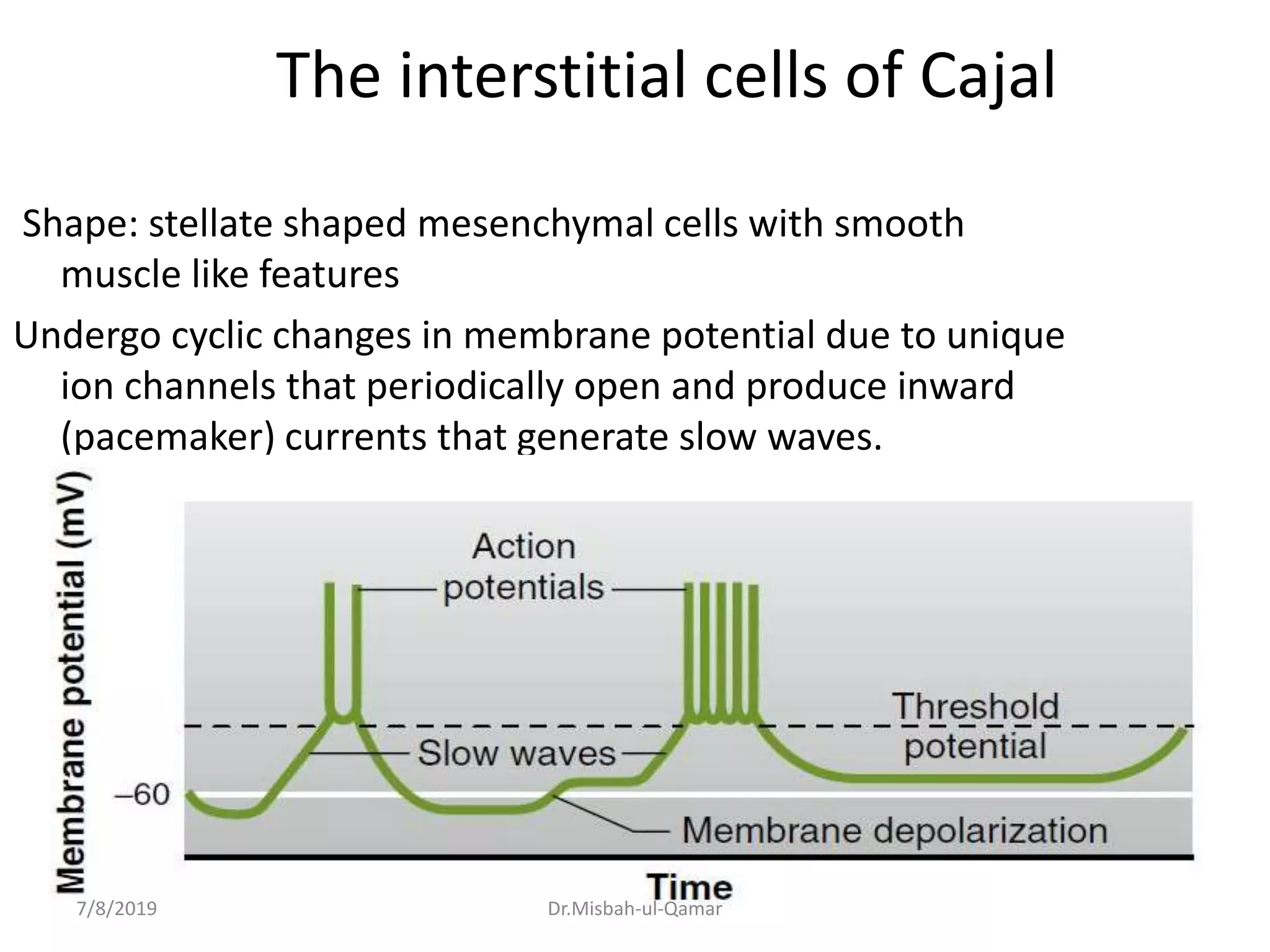 The interstitial cells of Cajal
Shape: stellate shaped mesenchymal cells with smooth
muscle like features
Undergo cyclic changes in membrane potential due to unique
ion channels that periodically open and produce inward
(pacemaker) currents that generate slow waves.
.
7/8/2019 Dr.Misbah-ul-Qamar
 