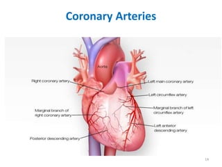 Coronary Arteries
14
 