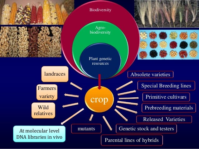 Genetic Resources Economy