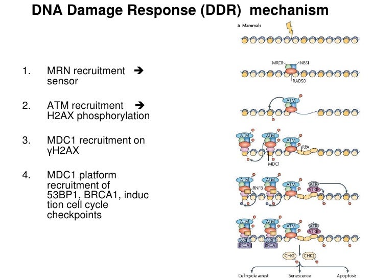 Dna damage thesis 07 picture