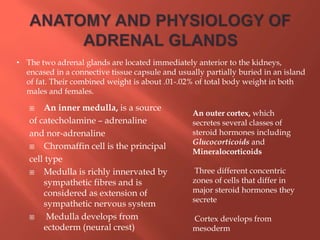  An inner medulla, is a source
of catecholamine – adrenaline
and nor-adrenaline
 Chromaffin cell is the principal
cell type
 Medulla is richly innervated by
sympathetic fibres and is
considered as extension of
sympathetic nervous system
 Medulla develops from
ectoderm (neural crest)
An outer cortex, which
secretes several classes of
steroid hormones including
Glucocorticoids and
Mineralocorticoids
Three different concentric
zones of cells that differ in
major steroid hormones they
secrete
Cortex develops from
mesoderm
• The two adrenal glands are located immediately anterior to the kidneys,
encased in a connective tissue capsule and usually partially buried in an island
of fat. Their combined weight is about .01-.02% of total body weight in both
males and females.
 