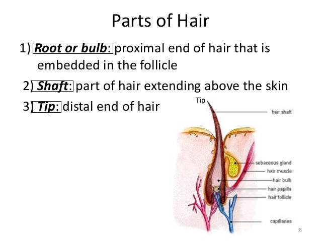 1st Hair Notes Teacher