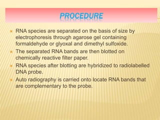 PROCEDURE
 RNA species are separated on the basis of size by
electrophoresis through agarose gel containing
formaldehyde or glyoxal and dimethyl sulfoxide.
 The separated RNA bands are then blotted on
chemically reactive filter paper.
 RNA species after blotting are hybridized to radiolabelled
DNA probe.
 Auto radiography is carried onto locate RNA bands that
are complementary to the probe.
 