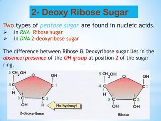 Two types of pentose sugar are found in nucleic acids.
 In RNA Ribose sugar
 In DNA 2-deoxyribose sugar
The difference between Ribose & Deoxyribose sugar lies in the
absence/presence of the OH group at position 2 of the sugar
ring.
2- Deoxy Ribose Sugar
 