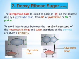 The nitrogenous base is linked to position (1) on the pentose
ring by a glycosidic bond from N1 of pyrimidine or N9 of
purine.
To avoid interference between the numbering systems of
the heterocyclic rings and sugar, positions on the pentose
are given a prime(‘).
1
1
Glycosidic
bond
Glycosidic
bond
1
9
2- Deoxy Ribose Sugar (Cont.)
 