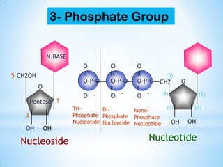 O
CH2OH
OH OH
OCH2
O
ll
O-P-O
l
O
OH
O
ll
O-P-O
l
O
O
ll
O-P-O
l
O ---
-
Mono-
Phosphate
Nucleotide
Di-
Phosphate
Nucleotide
Tri-
Phosphate
Nucleotide
N.BASE
Pentose
Nucleoside Nucleotide
OH
1
5
3
(5)
(4)
(3) (2)
(1)
3- Phosphate Group
 