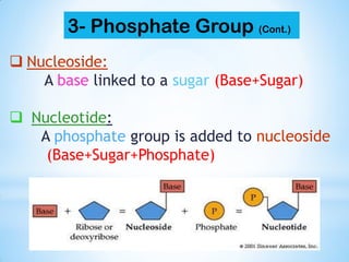  Nucleoside:
A base linked to a sugar (Base+Sugar)
 Nucleotide:
A phosphate group is added to nucleoside
(Base+Sugar+Phosphate)
3- Phosphate Group (Cont.)
 